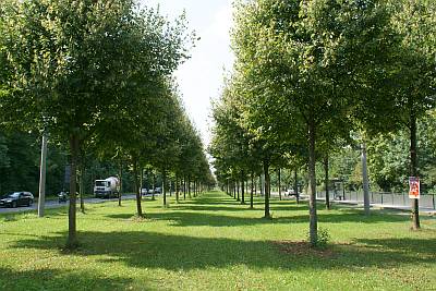 Ueberflutungstoleranz T europ PallidaFoto Loebel2014 Stuebelallee 400x267