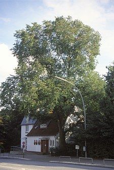 ulme01 JB2002 32017 225x335