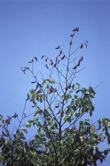 ulmekrank02 JB2002 29072 225x338