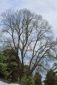 ulmekrank05 JB2002 20022 225x338