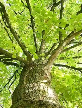 b spreeeichen 0510 150x112