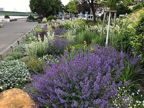 JT66 Stauden 500x375