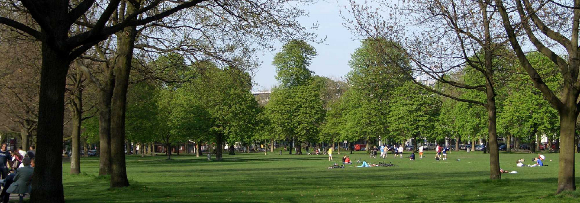 Bundesweite Umfrage zu Baumschutz und Neupflanzungen bleibt noch bis Ende Februar geöffnet !