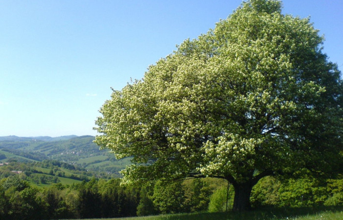 Jedes Jahr im Oktober wird der Baum des Jahres vom „Kuratorium Baum des Jahres“ für das darauffolgende Jahr bestimmt.