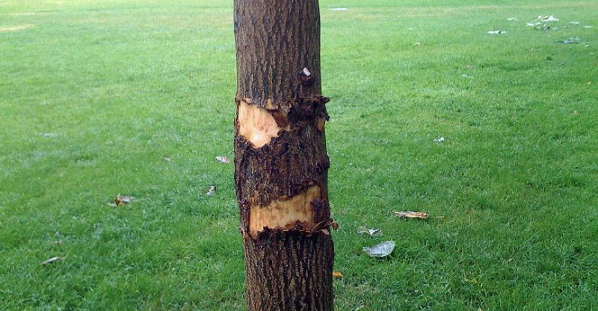 Rindenschäden aufgrund fehlenden Stammschutzes