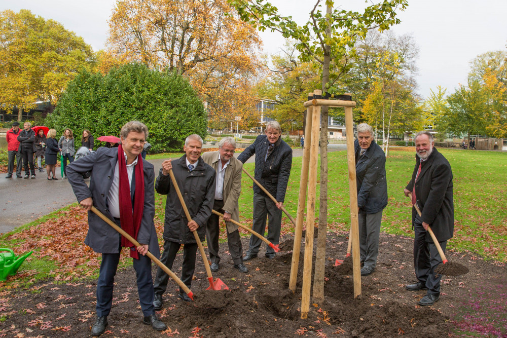 Goldener_Ginkgo_171023_023