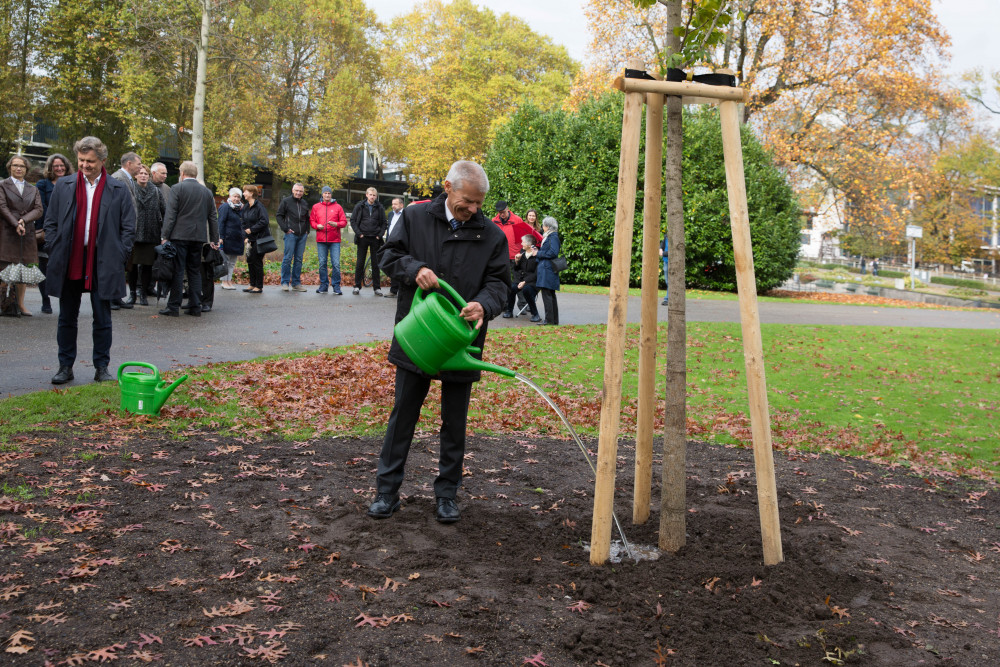 Goldener_Ginkgo_171023_034korr