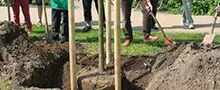 Baumpflanz- und Baumspendenaktionen
