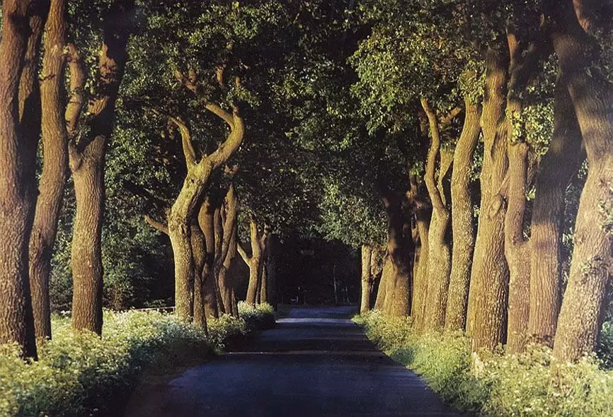 Alleen als sch&uuml;tzenswerte Landschaftselemente