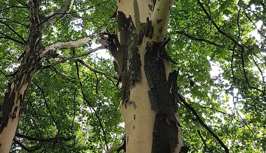 Platanen platzt der Kragen